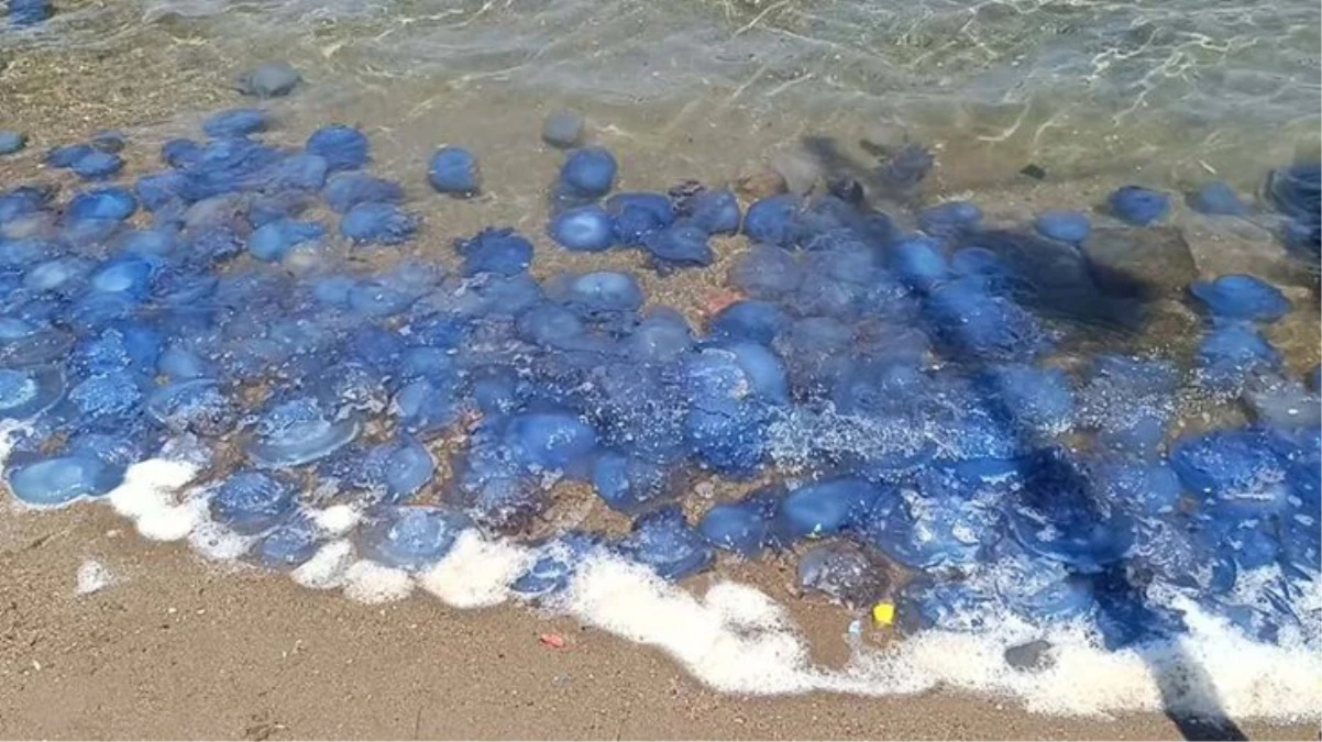 Foça sahillerinde manzara gittikçe kötüleşiyor! Mavi denizanaları her yeri sardı, balıkçılar isyanda