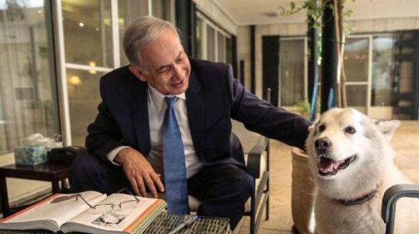 Netanyahu'nun köpeği krize neden oldu
